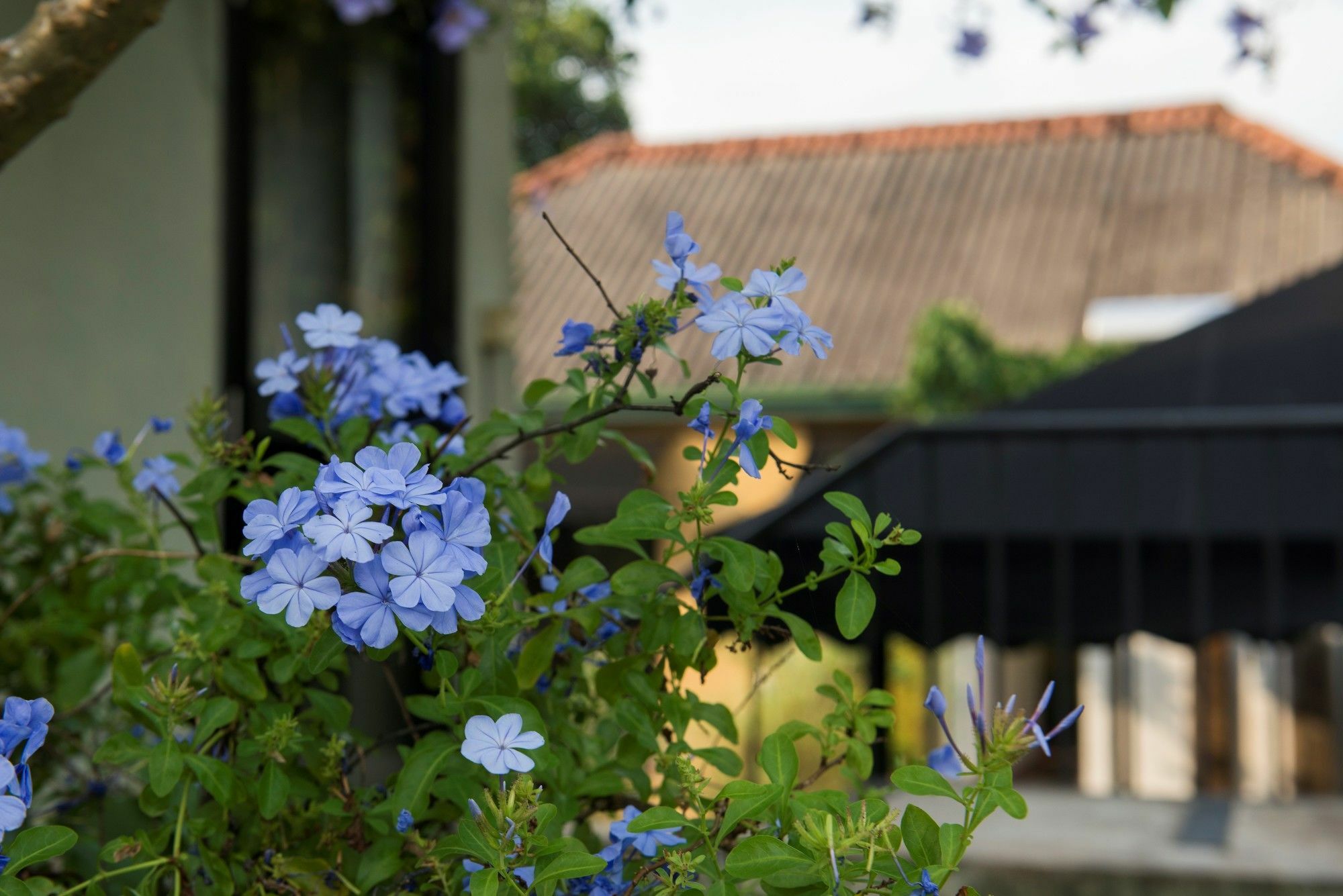 Villa Escondite - The Hotel Sri Jayewardenepura Kotte Εξωτερικό φωτογραφία